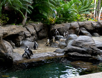 Penguins at the Hilton Hawaiian Village