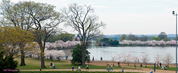 Washington DC Tidal Basin with Cherry Blossoms